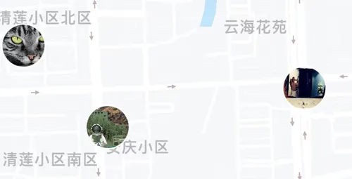 corgi��������